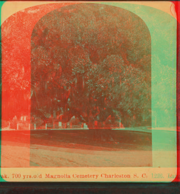 Large oak, 700 years old, Magnolia Cemetery, Charleston, S.C. 1860?-1903?