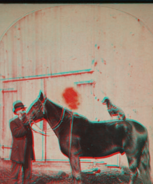 [Man and the horse with a dog on its back.] 1860?-1915? [ca. 1890]