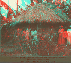 Native Jamaican Thatched Hut among the Cocoanut Palms and Banana Trees. 1904