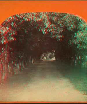 [Orange archway on Mr. Ball's place, known as Lover's Lane.] 1868?-1895?