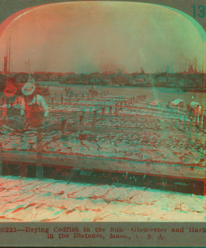 Drying codfish in the sun--Gloucester and harbor in the distance, Mass., U.S.A. [ca. 1915] 1863?-1910?