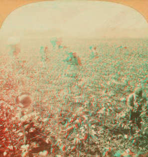 Cotton Plantation, Rome, Ga. 1895 1867?-1905?