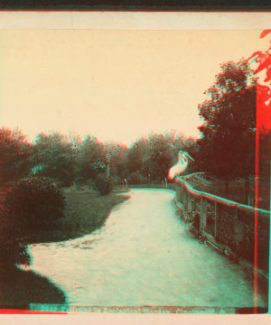 Pelicans in zoological gardens, Cincinnati, O. 1865?-1895?