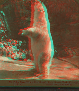 Polar bear (Ursus maritimus), Zoo, Lincoln Park, Chicago. 1865?-1900? 1911?