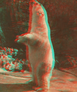 Polar bear (Ursus maritimus), Zoo, Lincoln Park, Chicago. 1865?-1900? 1911?