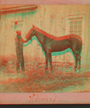 [Horse named] Almont. 1865?-1885?