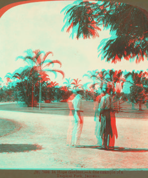 In Hope Gardens, -- A fine example of a Tropical Park, Jamaica. 1904