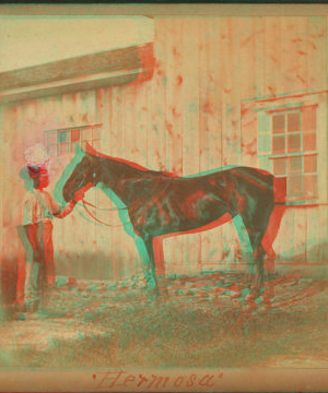 [Horse named] Hermosa. 186--187- 1865?-1885?