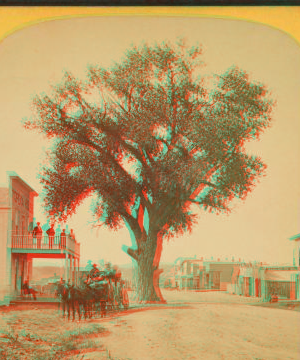 The largest cottonwood tree in Colorado, Fifth Street, South Pueblo. 1870?-1885?