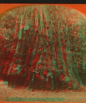 Santa Cruz, Big Trees, Calaveras Grove, Cal. 1870?-1883?