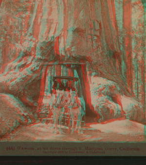 Wawona, as we drove through it, Mariposa Grove, California. 1867?-1902 1902