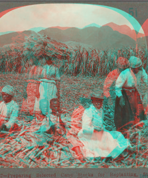 Preparing Selected Cane Stocks for Replanting, St. Kitts, B. W. I. [ca. 1900]