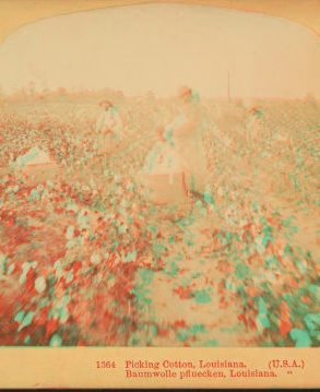 Picking cotton, Louisiana. 1868?-1901?