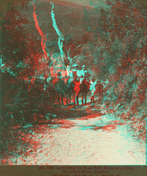 Ascending the Pony Path En route to Blue Mountain Peak, Jamaica. 1904