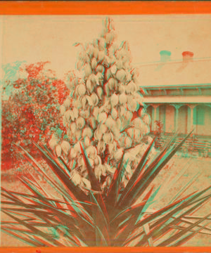 Blossom from the Spanish Bayonet. [ca. 1875] 1868?-1910?