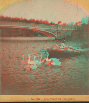 The swans on the lake. [1860?-1900?]