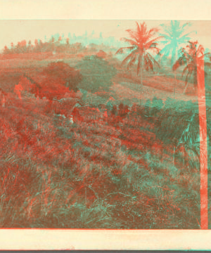 Sugar estate in Lucia, Jamaica. 1871 1871