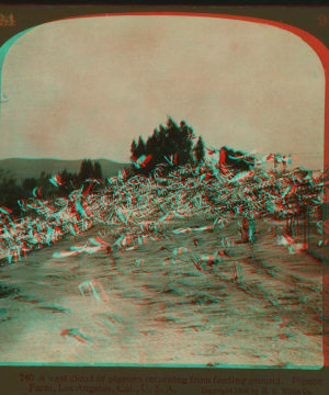 A Vast cloud of pigeons returning from feeding ground. Pigeon Farm, Los Angeles, Cal., U.S.A. 1870?-1906 1905