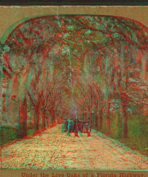 Under the Live Oaks of a Florida Highway. [ca. 1900] 1868?-1910?