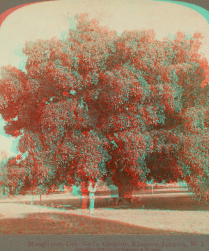 Mango tree, Gov. Girl's Grounds, Kingston, Jamaica, W. I. 1900