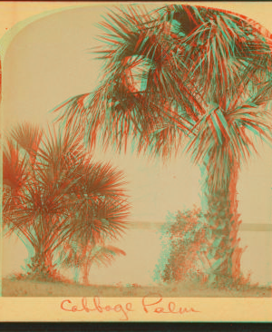 Cabbage Palm. [ca. 1890] 1868?-1910?