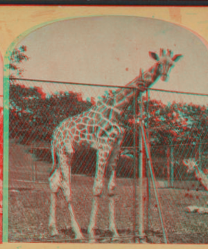 Giraffe, Central Park, New York. [1865?-1901?]