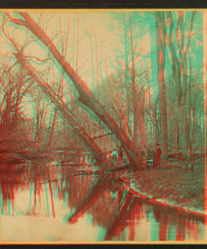 Fall Creek in the woods. 1865?-1925? 186-