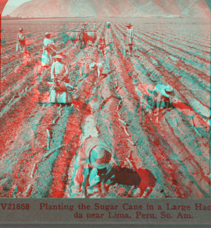 Planting the Sugar Cane in a Large Hacienda near Lima, Peru, So. Am. [ca. 1900]