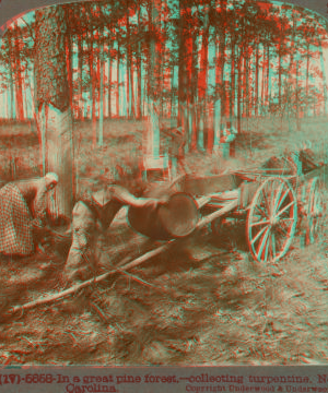 In a great pine forest, -- collecting turpentine, North Carolina. [ca. 1900]