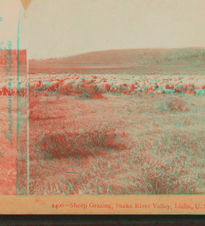 Sheep grazing, Snake River valley, Idaho, U.S.A. 1865?-1900?