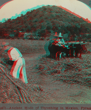 Ancient mode of threshing in Mexico, Pyramid of Sun, San Juan Teotihuacan