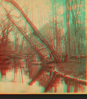 Fall Creek in the woods. 1865?-1925? 186-