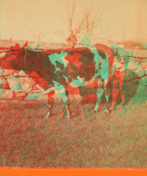 [View of a cow next to stone fence.] 1865?-1885?