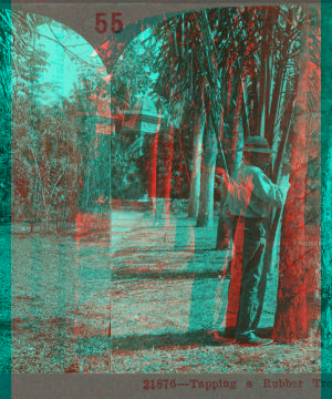 Tapping a Rubber Tree in Brazil. [ca. 1900]