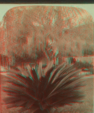 Sago Palm, St. Augustine, Fla. 1865?-1905? [ca. 1885]