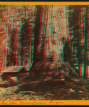 In the Mariposa Grove. 1867-1874 1867?-1874?