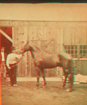 [Groom and horse.] 1876 1860?-1876