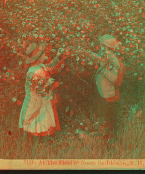 At the Field of Roses, Bethlehem, N.H. 1870?-1885?