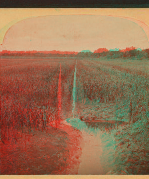 Rice field, South Carolina. 1865?-1905?