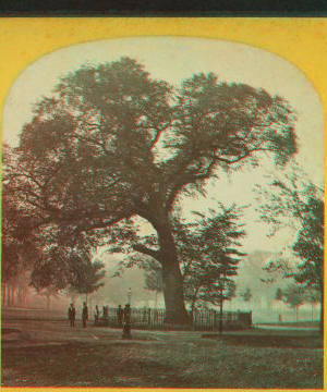 The old elm, Boston Common. 1860?-1890?