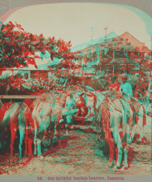 Our faithful burden bearers, Jamaica. 1899