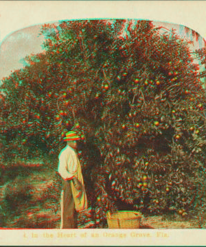 In the heart of an orange grove, Fla. 1870?-1910?