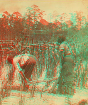 Ploughing rice. [Plowing rice.] 1868?-1900?