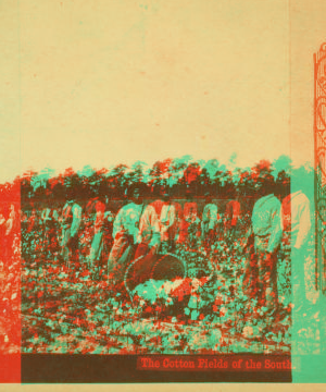 The cotton fields of the south. [Men picking cotton.] 1868?-1900?