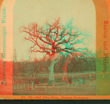 Old elm tree, Boston Common. 1860?-1890?