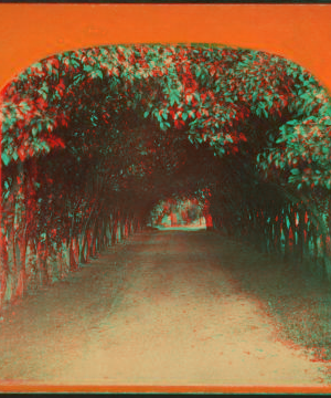 Orange archway on Mr. Ball's place, known as Lover's Lane. 1868?-1895?