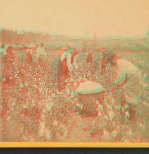 Picking cotton. 1865?-1903