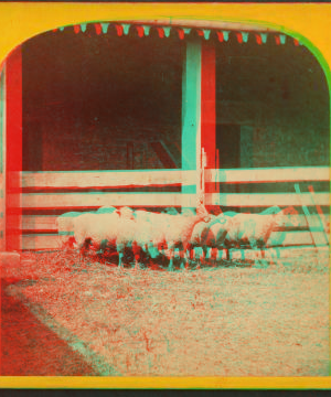 Sheep. (South Down.) 1865?-1885?