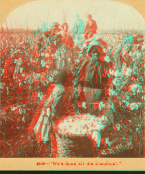 "We'se done all dis's Mornin'." [Girls with basket of cotton in the field.] 1868?-1900?