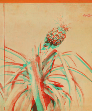 [Pineapple.] 1870?-1910?